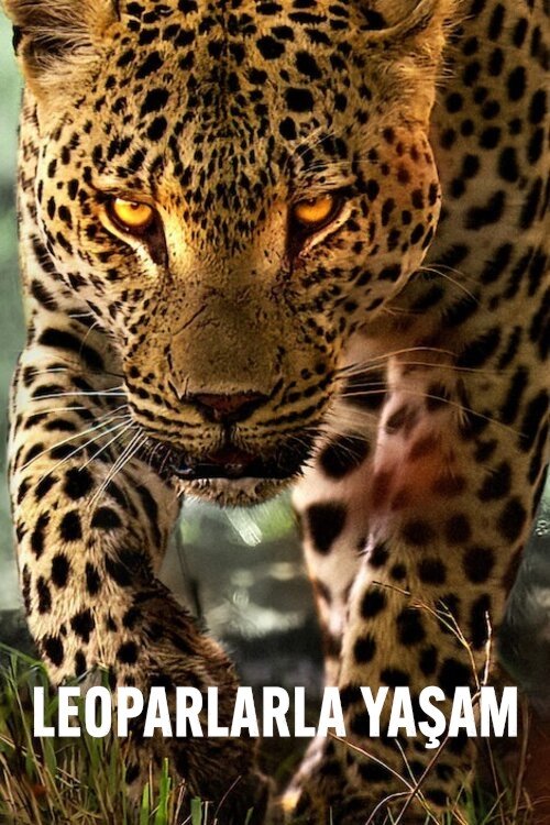 leoparlarla yaşam poster