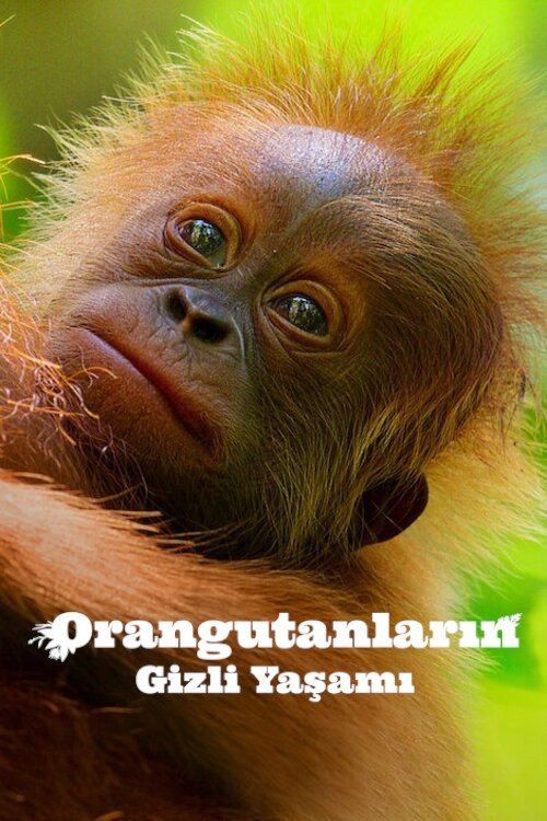 orangutanların gizli yaşamı poster