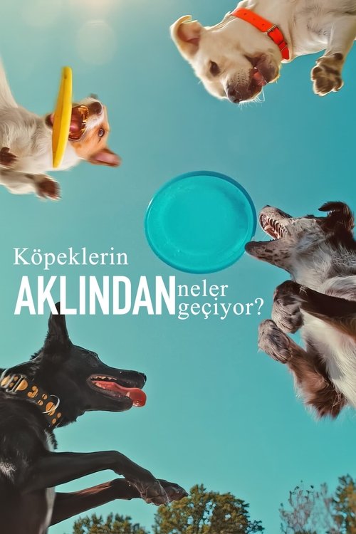 köpeklerin aklından neler geçiyor? poster