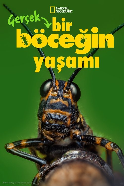gerçek bir böceğin yaşamı poster